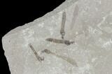 Fossil Feather & Crane Flies - Green River Formation, Utah #97493-2